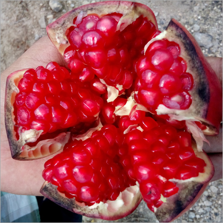 Pomegranate