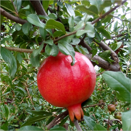 Pomegranate