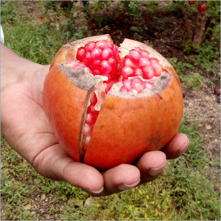 Pomegranate