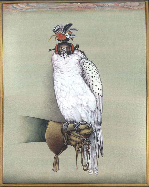 Hooded gyrfalcon