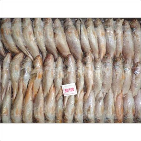 Yellow Croaker