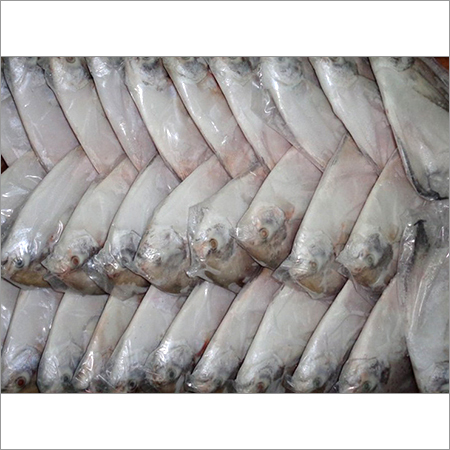 Silver Pomfret