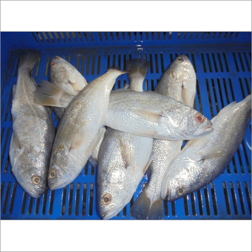 Silver Croaker
