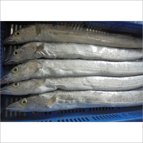 Ribbon Fish