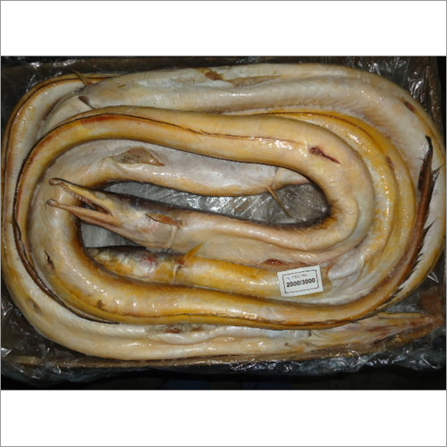 Frozen Eel Fish