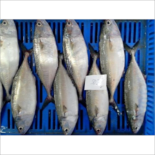 Frozen Mackerel