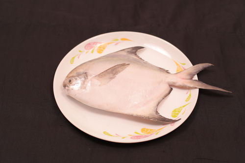 Silver Pomfret Fish