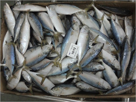 Seafood Export