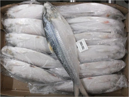 Meat & Poultry Hilsa Fish