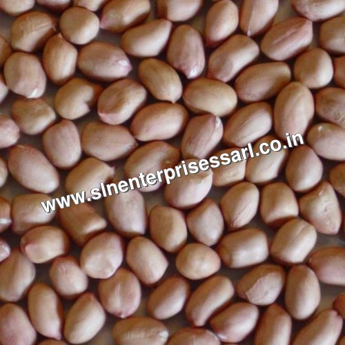 Groundnut Seeds