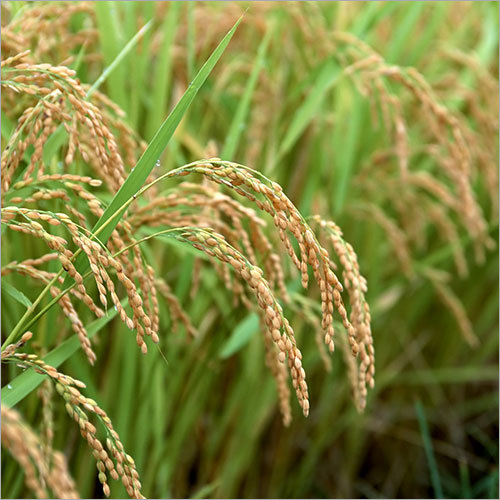 Rice Field