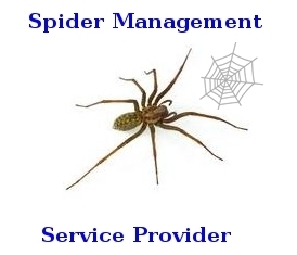 Spider Management सेवाएं