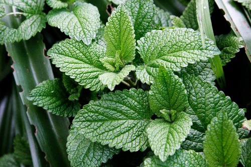 Mint Leaf