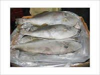 Leather Jacket Fish - Cleaned, 1-3 Kg | Juicy Flesh, High Nutritional Value, Long Shelf Life, Available In Various Packaging Options