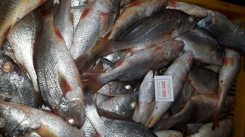 Yellow Croaker Fish