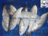 Silver Croaker Fish Veraval