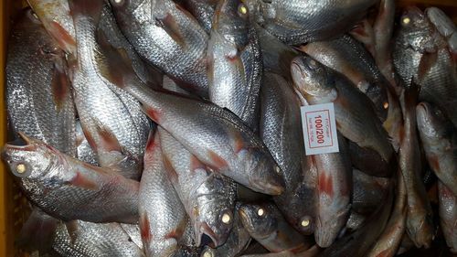 Yellow Croaker Fish