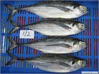 Frozen Horse Mackerel
