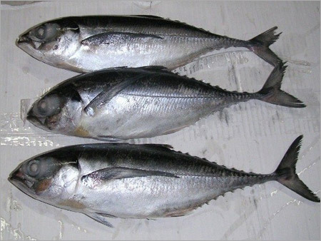 Indian Horse Mackerel