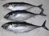 Indian Horse Mackerel