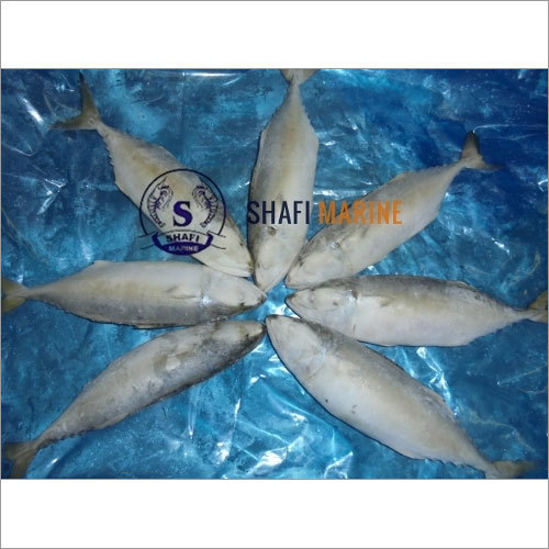 Indian Mackerel Fish Veraval