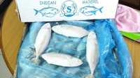 Frozen Indian Mackerel Fish