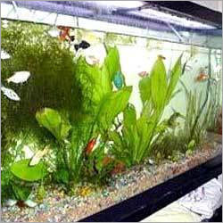 Glass Aquariums