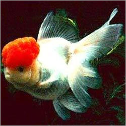 Oranda Fish