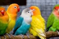 Love Birds at Best Price in Chandigarh, Chandigarh | Azad Offset