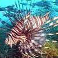 Lion Fish