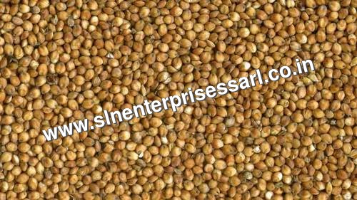 Sorghum Seeds