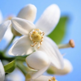 Aromatic Chemical & Oils