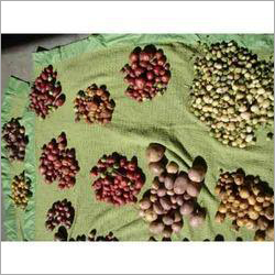 Potato Seeds