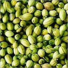 coriander green whole