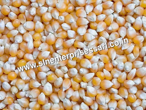 Yellow Maize Seeds