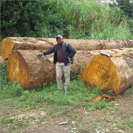 Pine Timber Wood