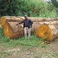 Pine Timber Wood