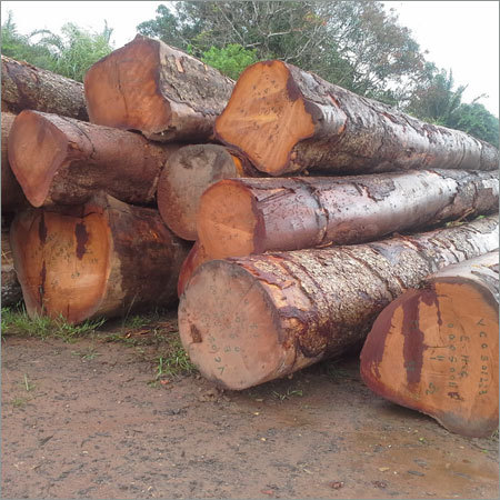 Agarwood Timber
