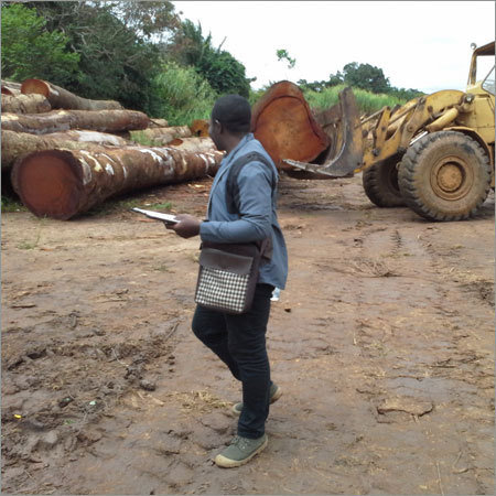 Birch Timber Wood