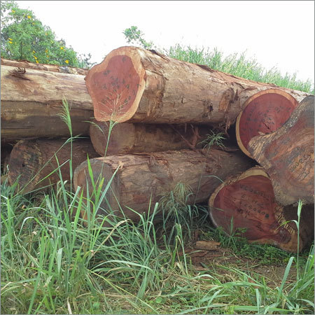 African Timber Wood
