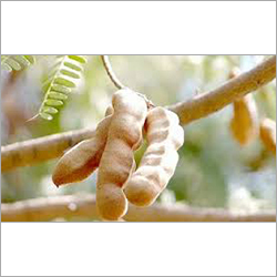 Tamarind
