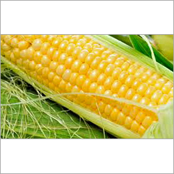 Maize