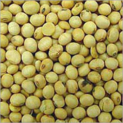 Soya Seeds