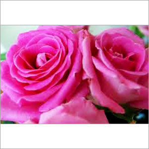 Rose Water Ingredients: Fruits Extract