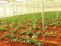 tomato pet wire 