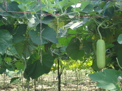 plastic wire  for tomato 