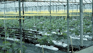 capsicum plastic wire