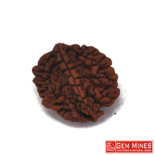 RUDRAKSHA 2 MUKHI