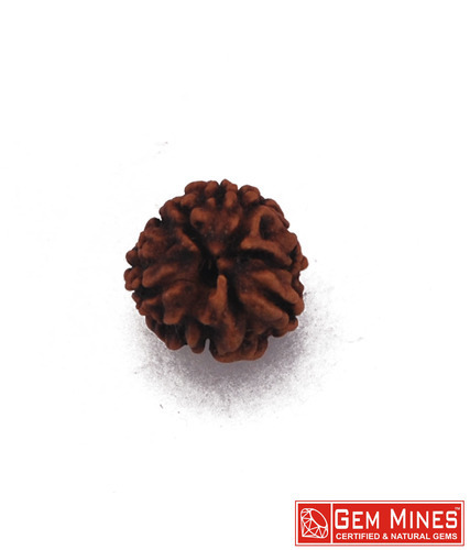 Rudraksha (All Mukhi)