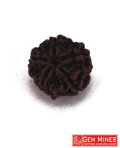 RUDRAKSHA 5 MUKHI